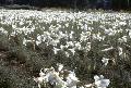 Easter Lily / Lilium longiflorum